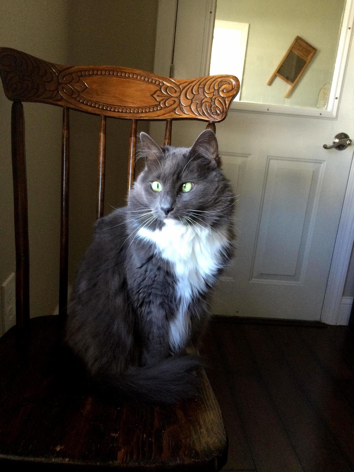 My fluffy grey cross-eyed model