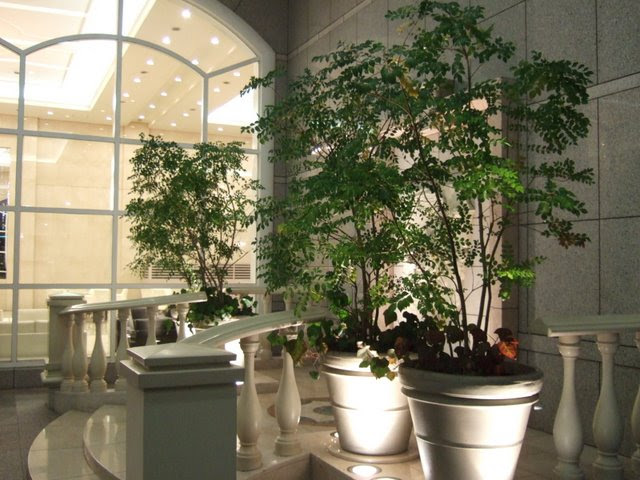 シマトネリコ ホテルの観葉植物レンタル 商品情報 岐阜の観葉植物レンタル 岐阜のグリーンレンタル 販売 片桐園芸