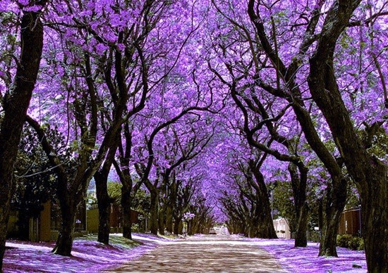 Jacarandas Walk, Johannesburg