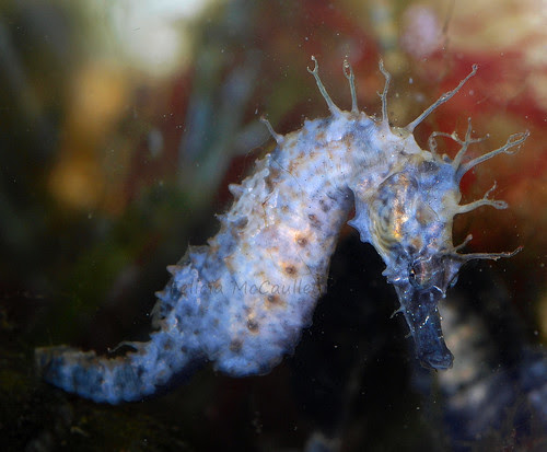 White Seahorse