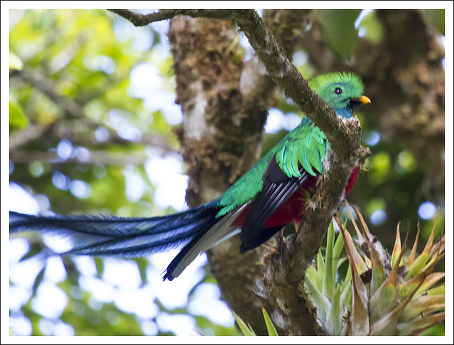 Monteverde Bird 3 (Quetzal)