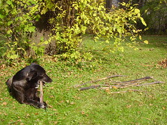cody raking leaves 002