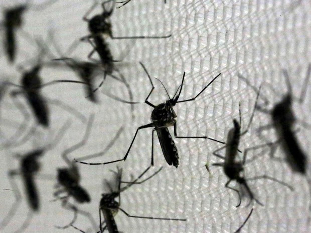 mosquito
