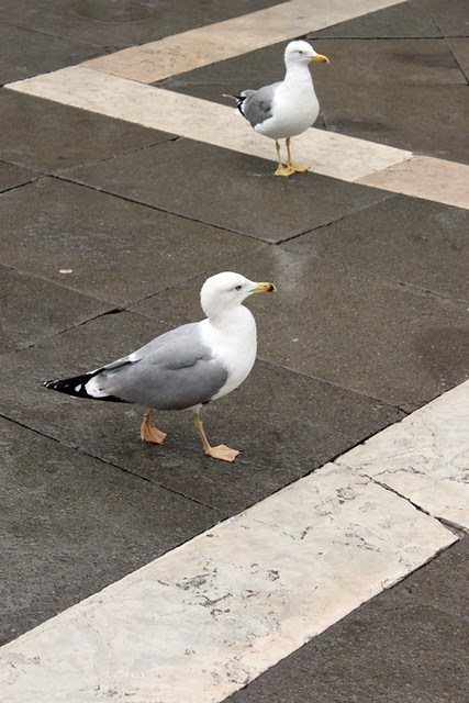 Venezia e...gabbiani