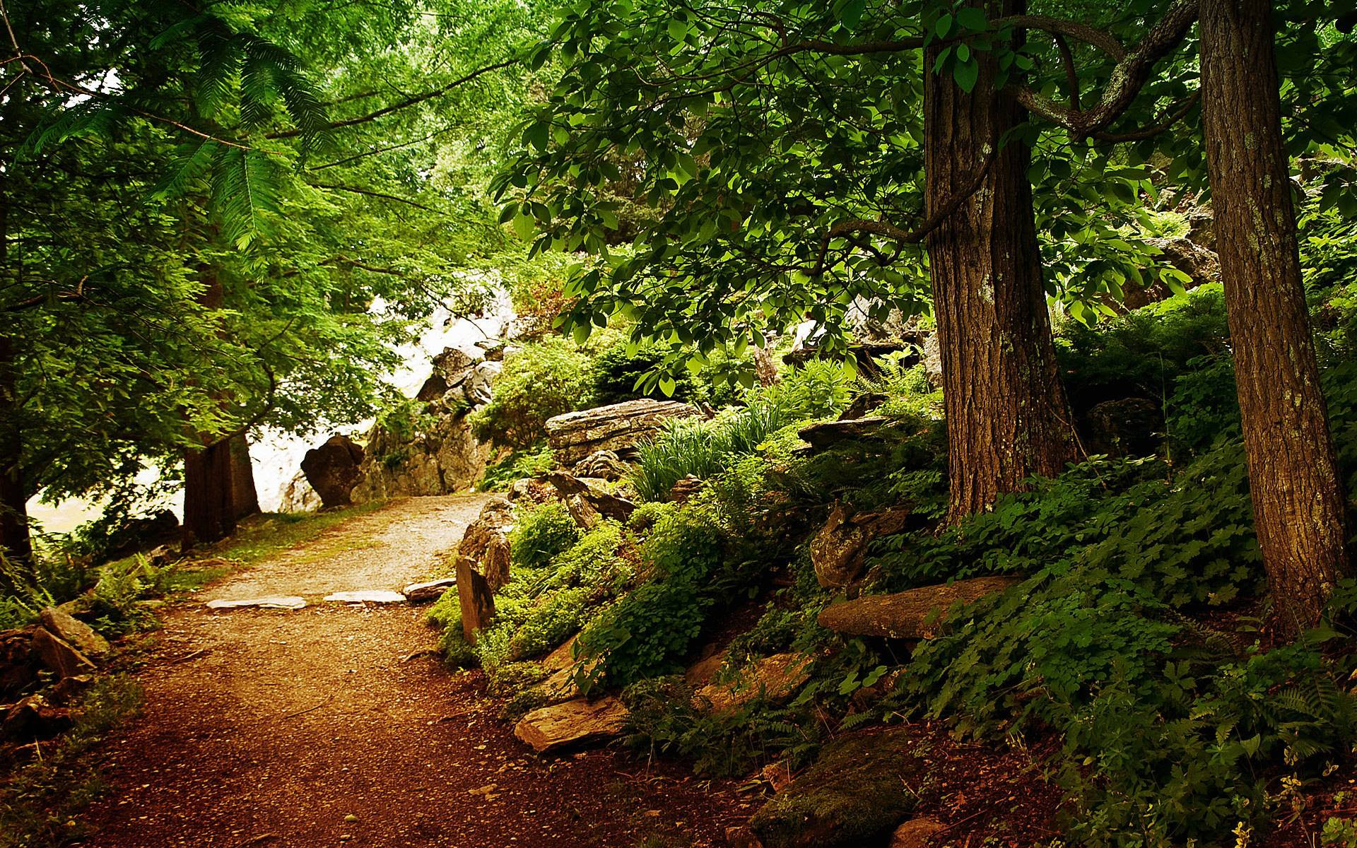 woods wallpaper of Cave Woods Wallpaper Backgrounds woods wallpaper of Cave Woods Wallpaper Backgrounds