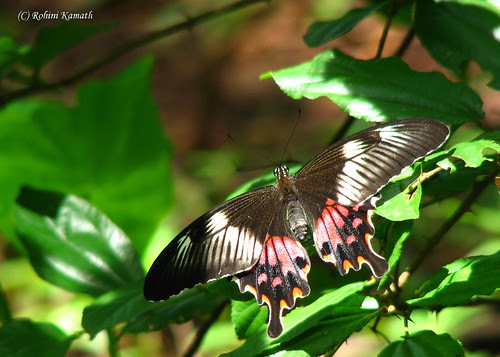Butterfly - Papilio Polytes Romulus female