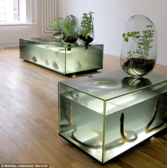 The DIY ecosystem that lets you grow fresh fish in your ...