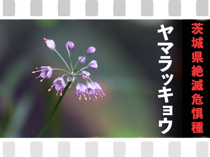筑波山の片隅でヤマラッキョウが咲いた 茨城県準絶滅危惧 山野草に誘われて