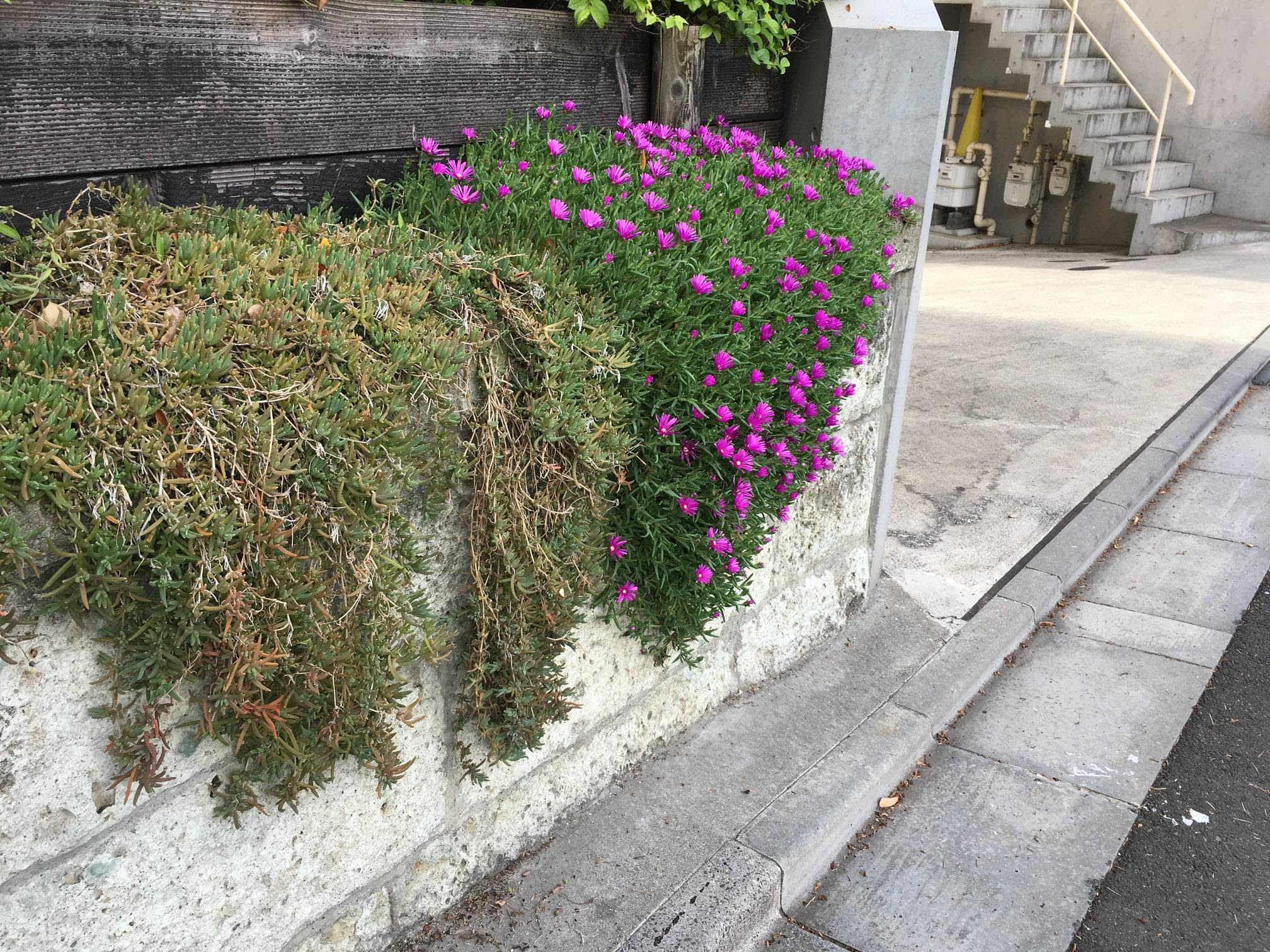 青井硝子 B B Gqnhijvnb6 B 16 12 24 土 01 17 47 Id Duk 育てかたや土のブレンド 珍しい組み合わせでのセッション方法やその感想を言うスレ 要はポケモンマスターたちの集い場 Br モクロベミド以外のmao阻害剤を使ったセッションの
