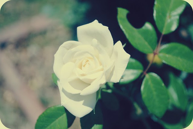bloom
