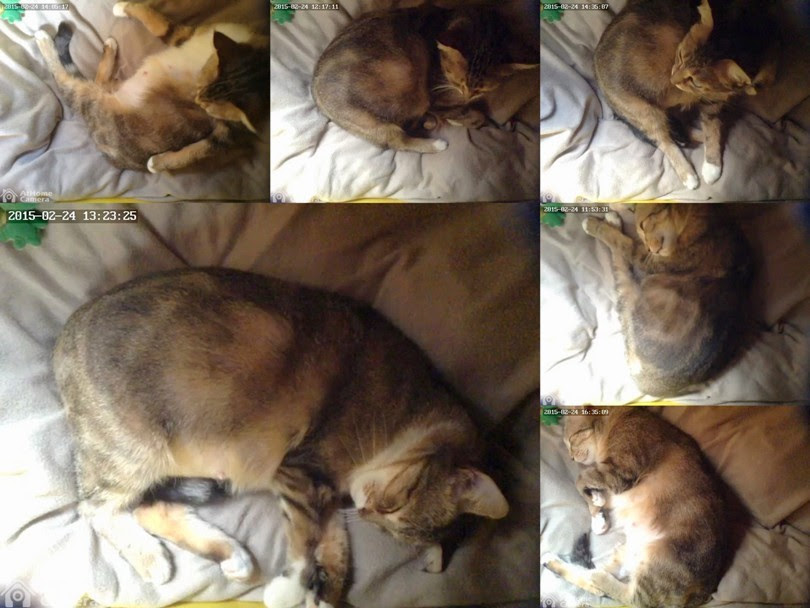 Gestation Chat Femelle Grossesse Flipy Le Retour Mon Chat Mignon Fr
