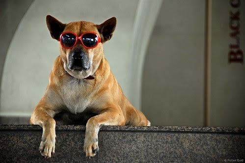 Dog chillin' with red sunglasses by rollanb
