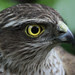 Sparrowhawk- Up close and personal