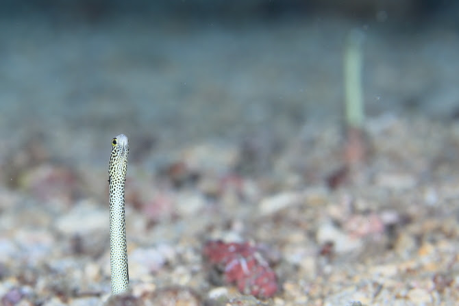 HDS_5515.JPG