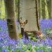 Kilian Schönberger photography, Hallebros forest, Bois de Hal, bluebell forest in Belgium, Bart Ceuppens, Walter Spoor, Jimmy De Taeye, Gvriend, protected species, landscape photography