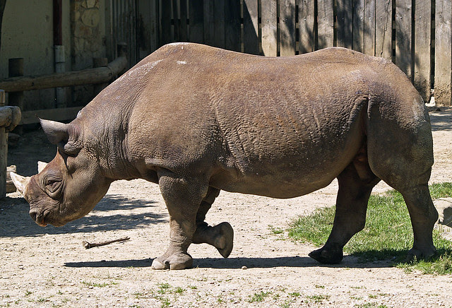 Cleveland Metroparks Zoo 06-23-2009 - Black Rhinoceros 5