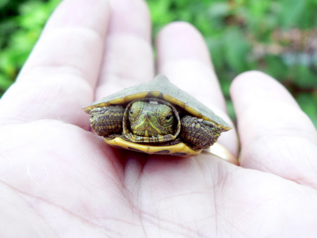 Red Eared Slider Turtle
