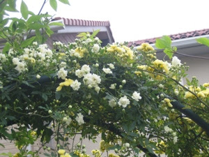 モッコウバラアーチ 庭作り１年生