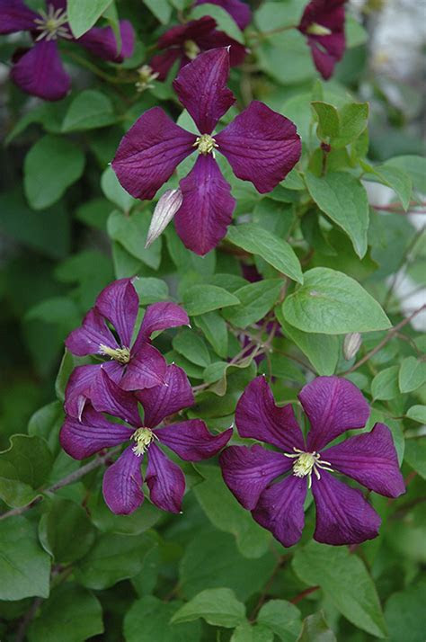 You know a healthy lawn when you see it: Etoile Violette Clematis (Clematis 'Etoile Violette') in