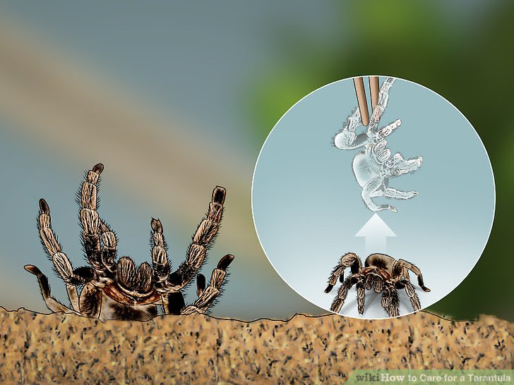 Care for a Tarantula Step 20.jpg