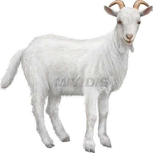 山羊 野羊 ヤギのイラスト 条件付フリー素材集