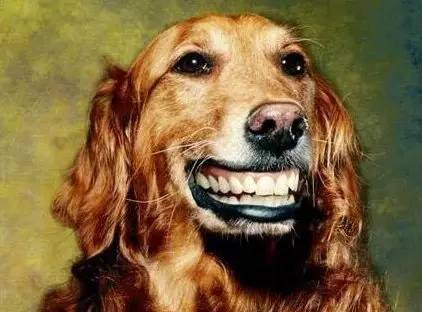 21 Animals With Human Teeth That Are So Weird i Want To ...