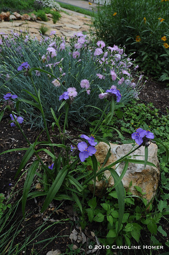 Bath's pink dianthus, spiderwort