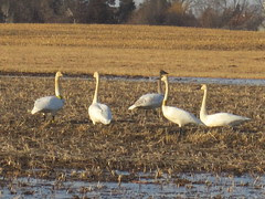 Younger Swan in Back