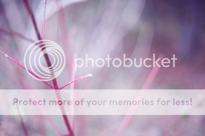 kg.leaf photography purple