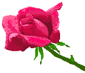 oriza net Portal Top Messages in Hebrew oriza net Portal Top Messages in Hebrew