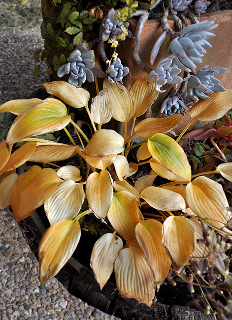 ホスタ ハルシオンの枯れ姿が綺麗でした 庭の植物