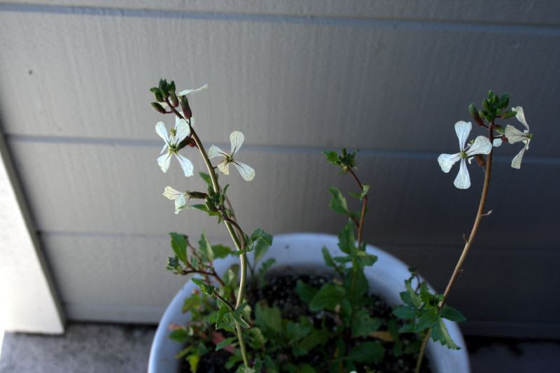 Arugula flowering