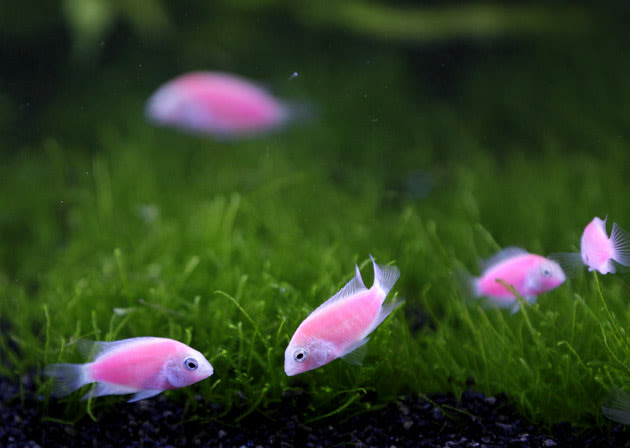 Genetically engineered fish (Archocentrus nigrofasciatus var.) glow in a tank during a news conference before the 2012 Taiwan International Aquarium Expo in Taipei