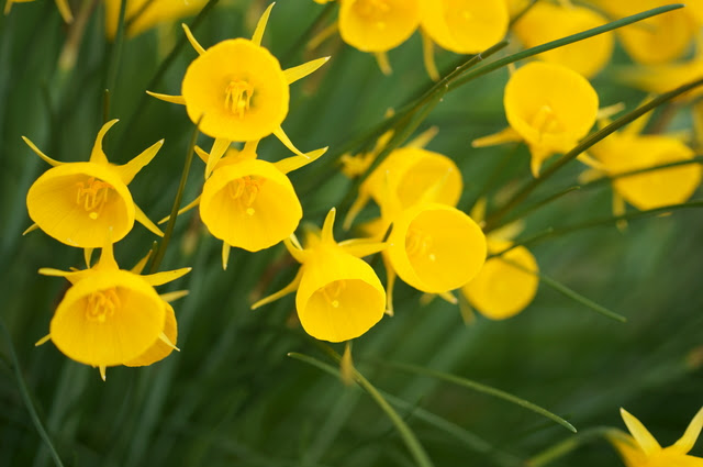 ナルキッスス バルボコディウムの育て方 色々な育て方の情報 育て方ボックス