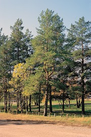 25+ Terbaru Kerajinan Daun Pinus