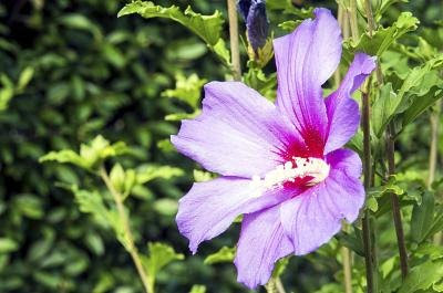 Plants & Shrubs That Deer Won't Eat (with Pictures) | eHow