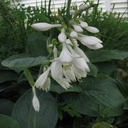 Hosta