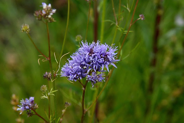 wildflowers (tanner springs)