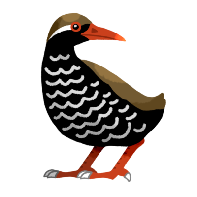 ヤンバルクイナの無料素材 イラスト沖縄 おきなわ