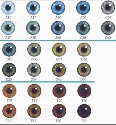  a guide to eye color coolguides eye color chart eye color facts