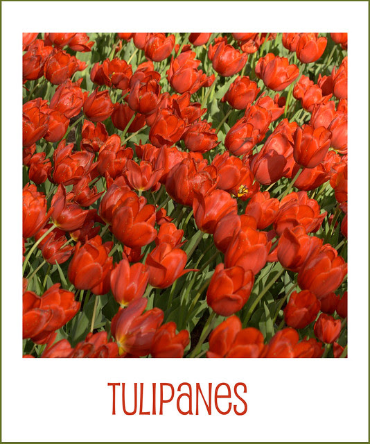 Tulipanes