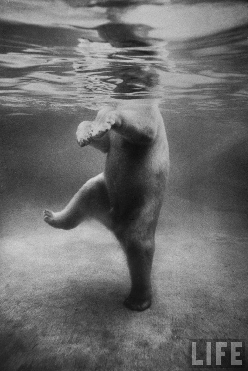 Polar bear swimming underwater at London zoo.
