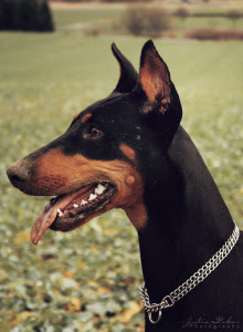 dobermann