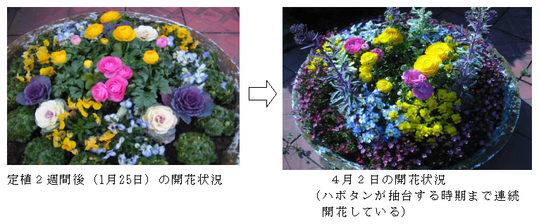 球根冷蔵促成によるラナンキュラスの冬期花壇利用