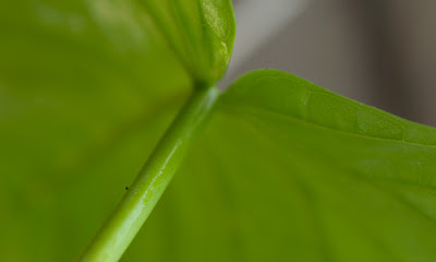 ウンベラータ この虫は ハダニ Plants Ni Moe 植物に萌え