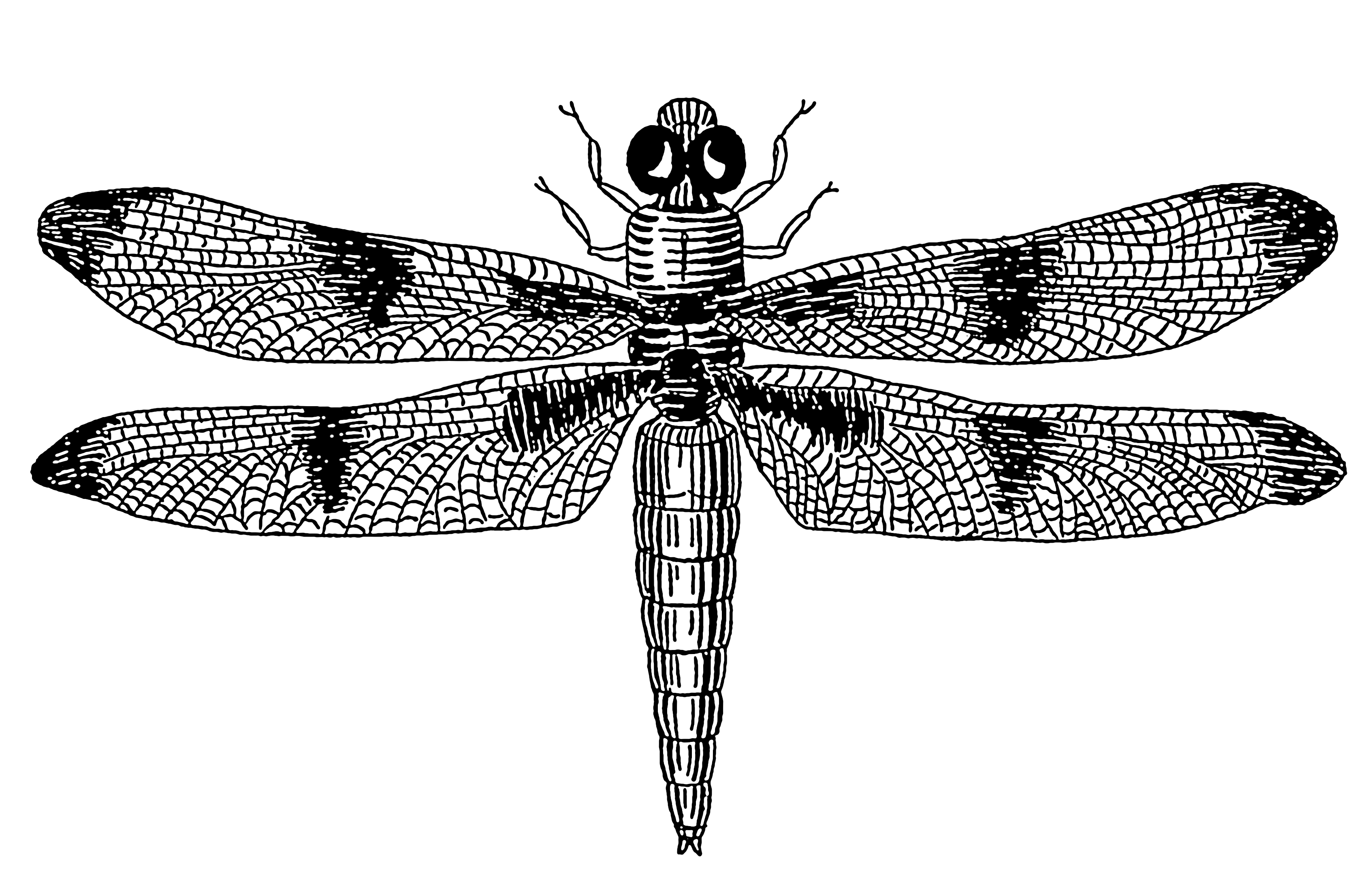 Free Dragonfly Drawings, Download Free Clip Art, Free Clip ...