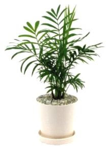 テーブルヤシの育て方 自然と暮らす 観葉植物