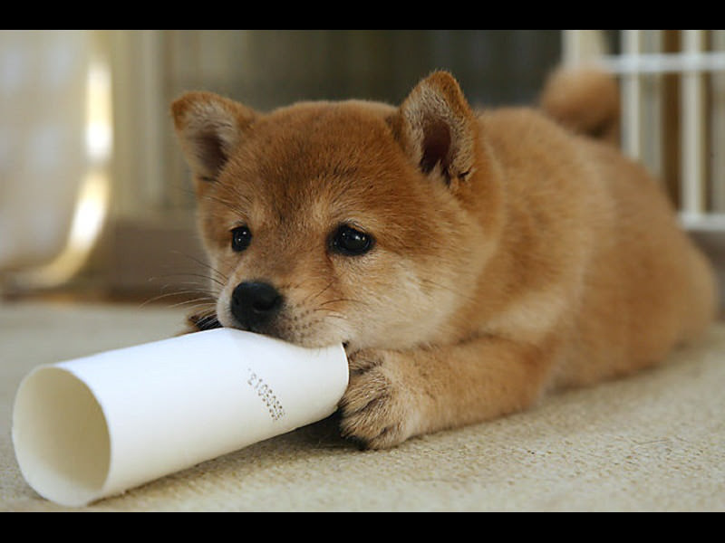 飼いやすい性格が大人気 愛称 豆柴犬 かわいさ抜群の小型日本犬 Goin Japanesque