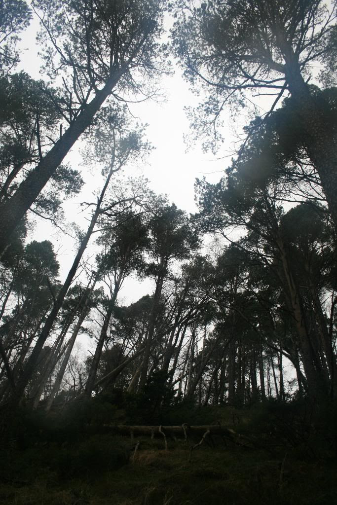Mørkeskogen... høye trær og bratt terreng overalt