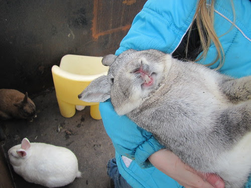 smiling rabbit